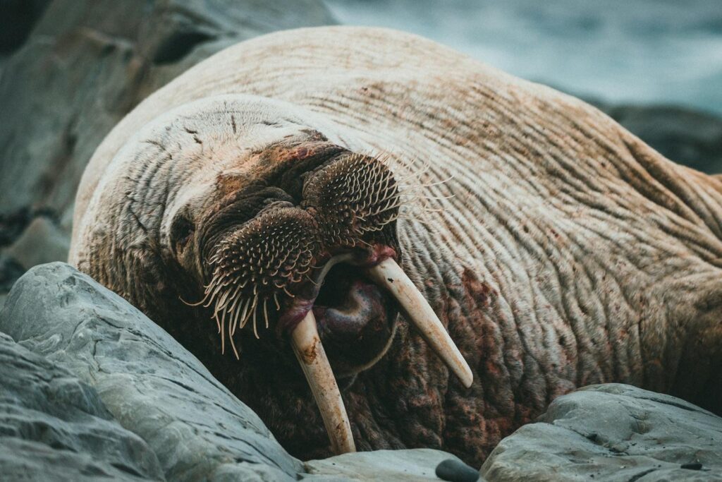 Walrus