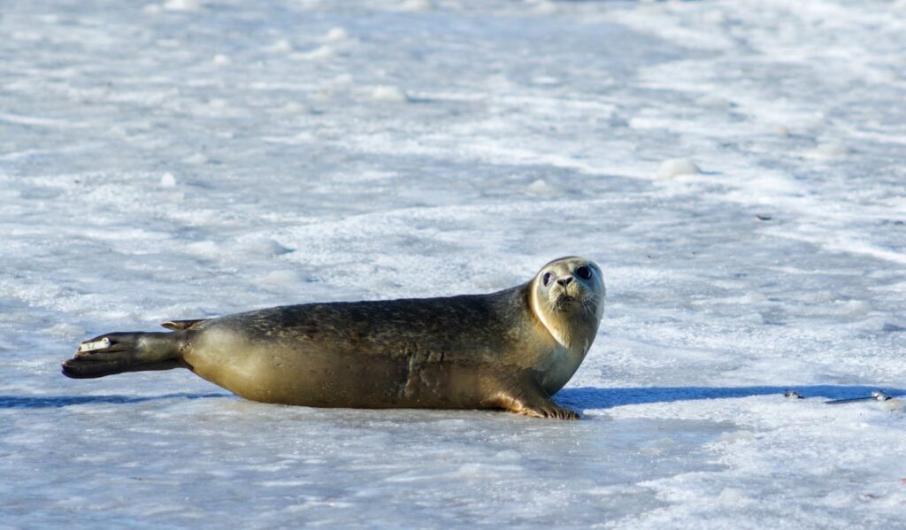 Seals