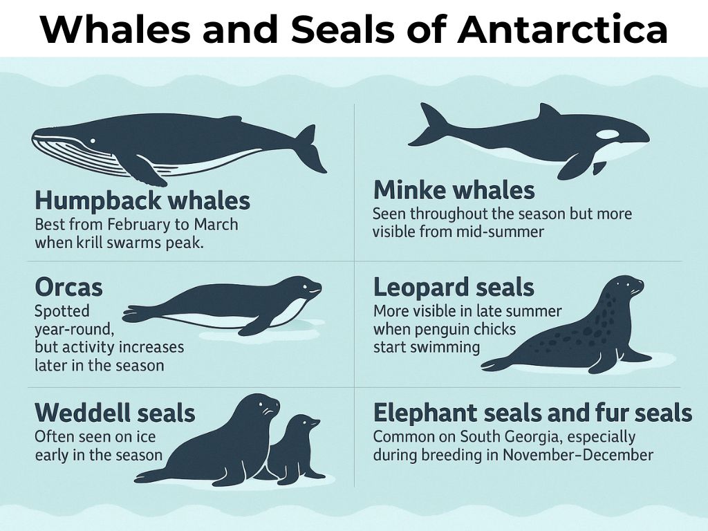 Whales and Seals in Antarctica